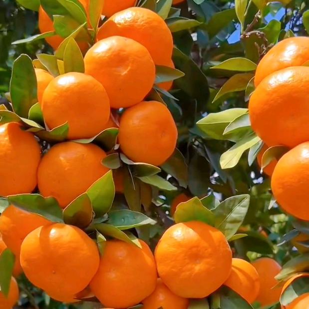 浙江桔师傅蜜桔采摘园