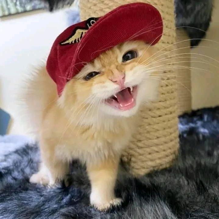 柑橘