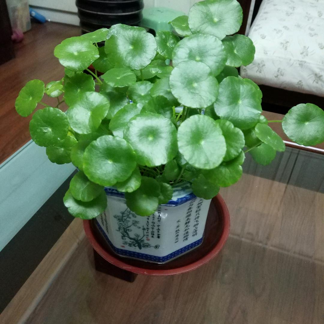 元宝