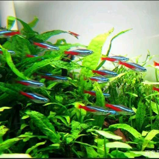 上海鑫淼观赏鱼养殖