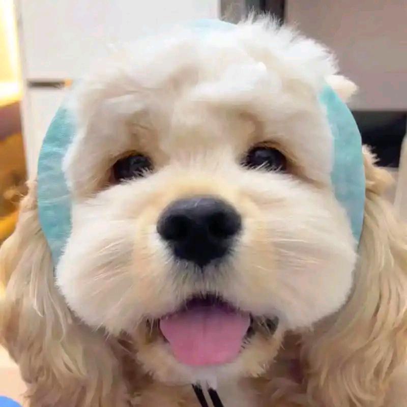 津乐犬业