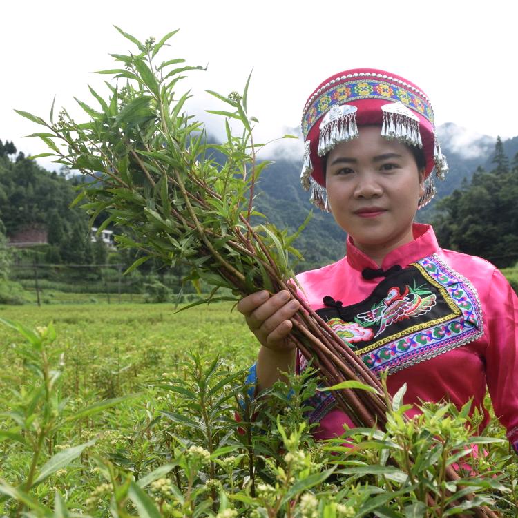 古蔺赶黄草.
