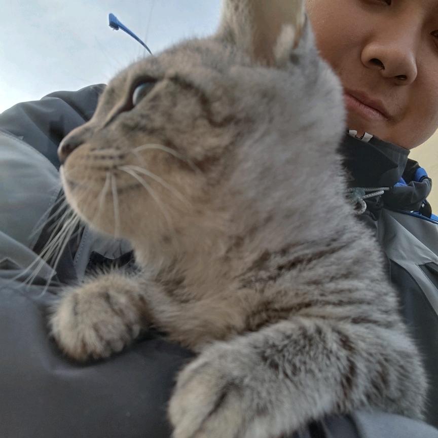 慕鸢筱箫