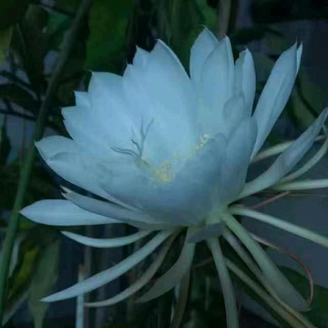 二丫头