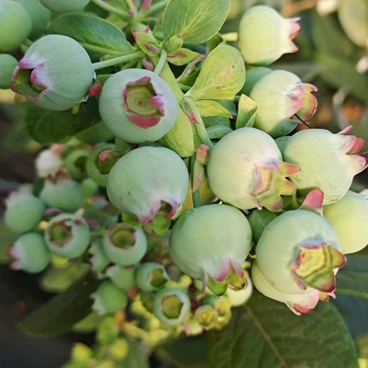 🫐小小蓝莓呀🫐