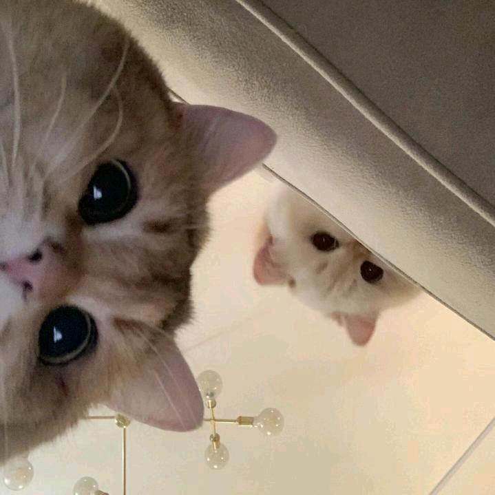 跃