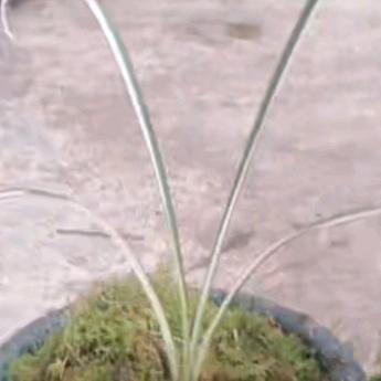 艺草兰花