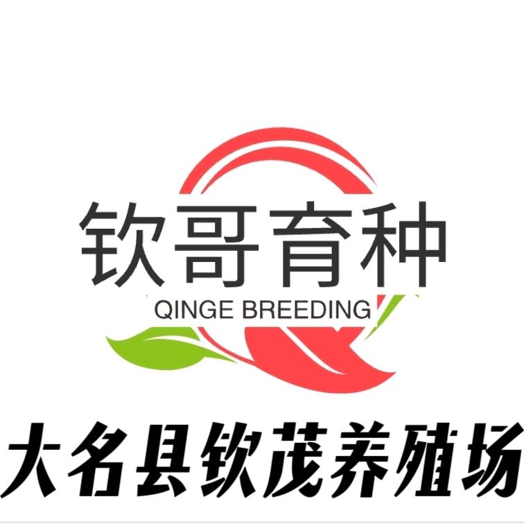 野兔塑造（钦哥）