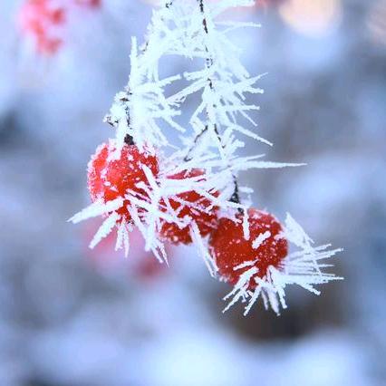 五竹的冰库❄️Liᐡin♡̷