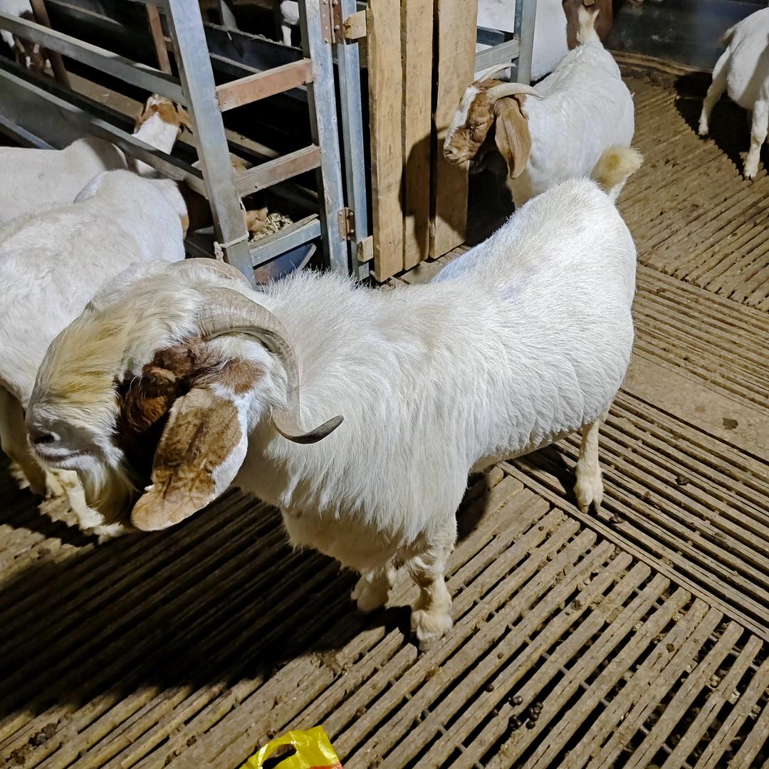 养了个羊羊