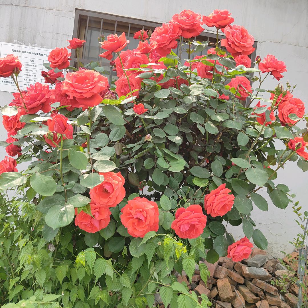 王正芝