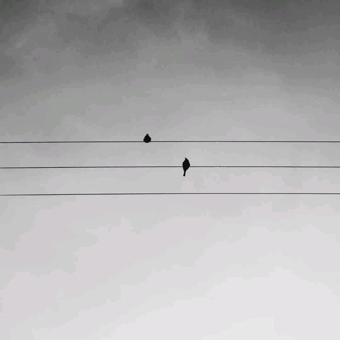 水上萍