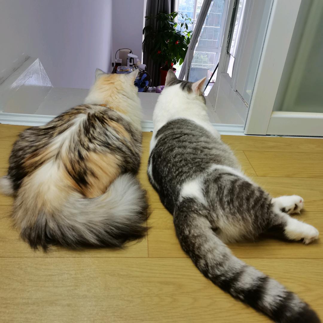 香丸是只猫