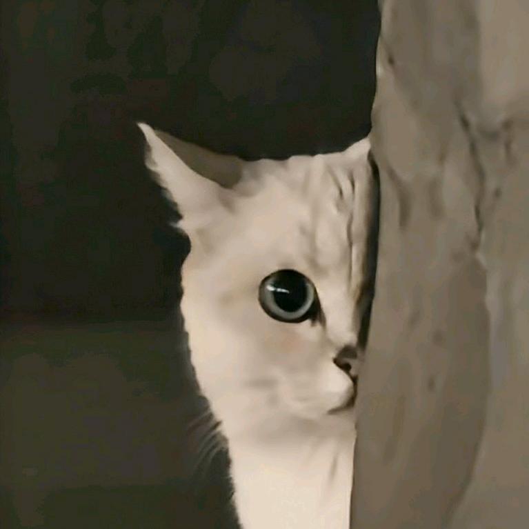 偷窥猫和狸狸