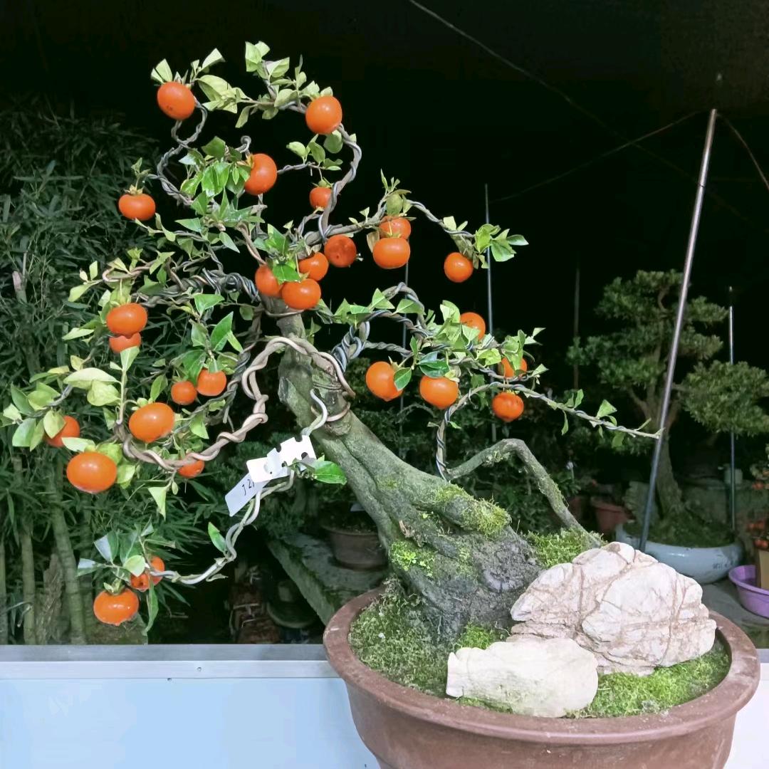 我是四川大衣哥