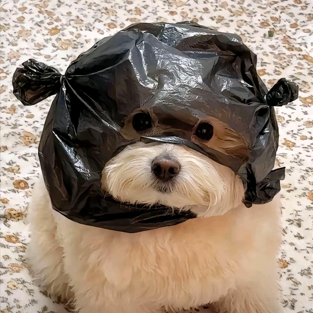 没摆烂！