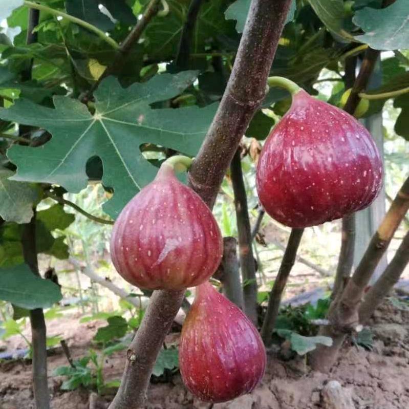 戌意人生—无花果采摘园