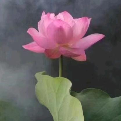 菩提子～《婵宝》