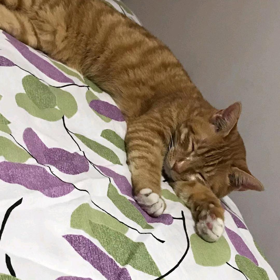 赖皮猫影视