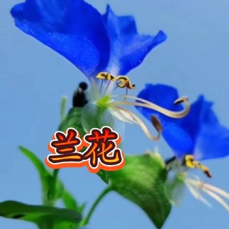 兰 花🌹