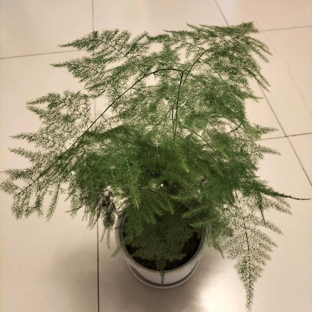 龚自珍