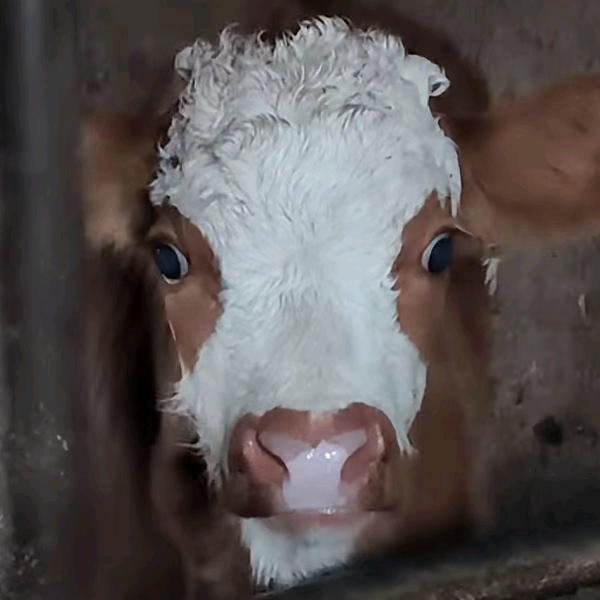 牛满地农场生态牛肉