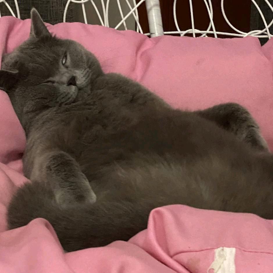 战王👑(主机游戏)