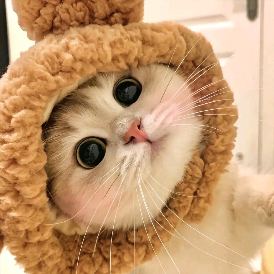 童童吖