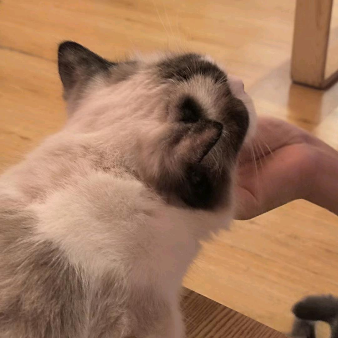 一口气吃了三百