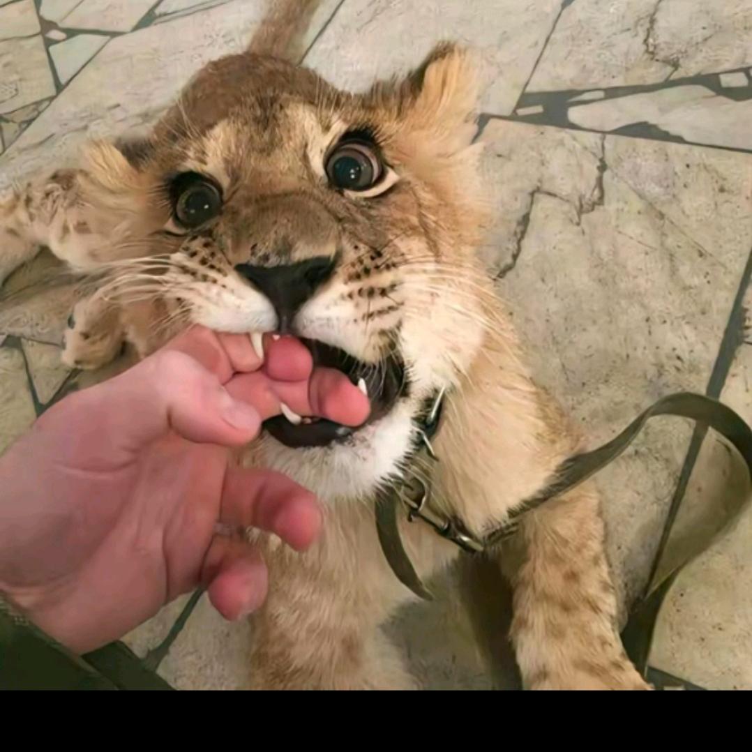 心中的防⚜️（A8）