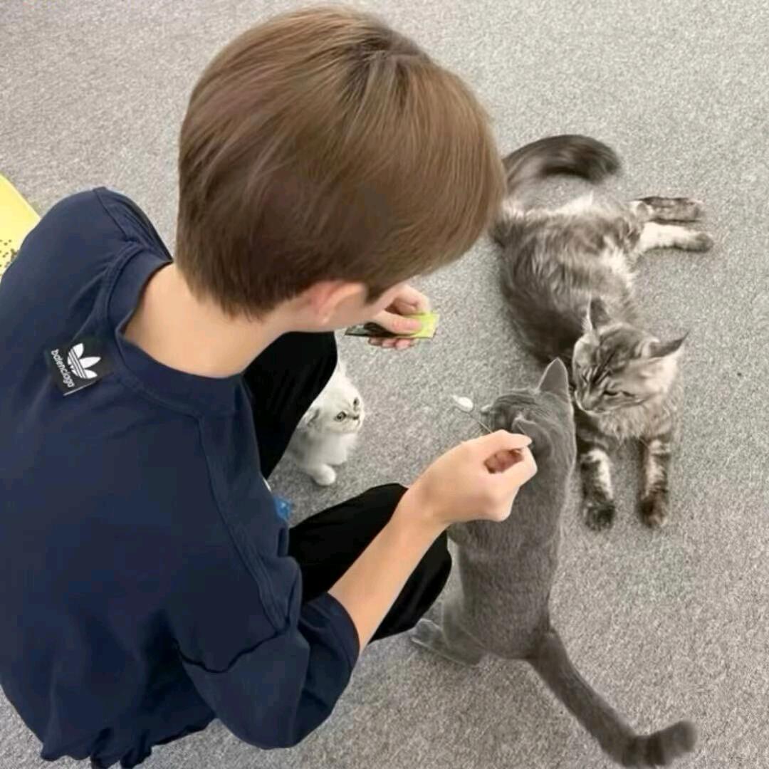 不会打球的趴枫