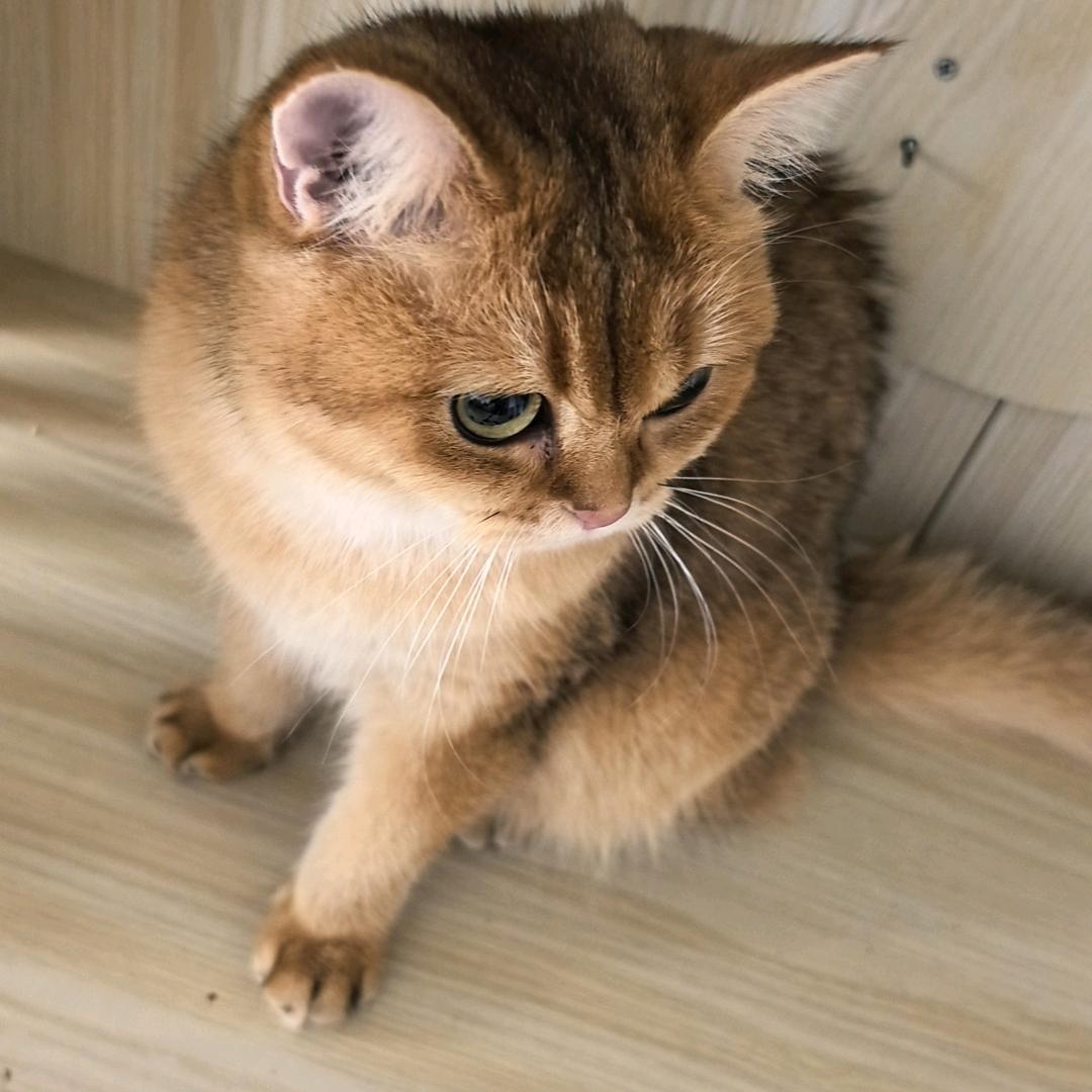 琛琛