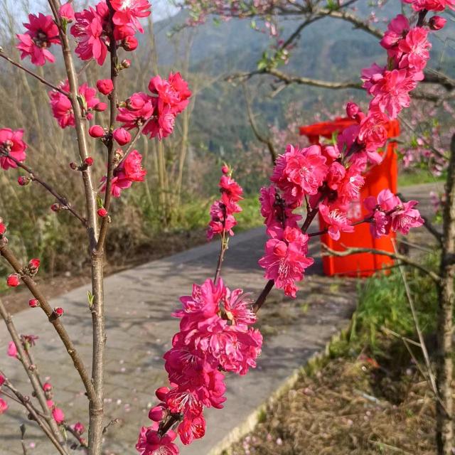 李家菇凉任家媳