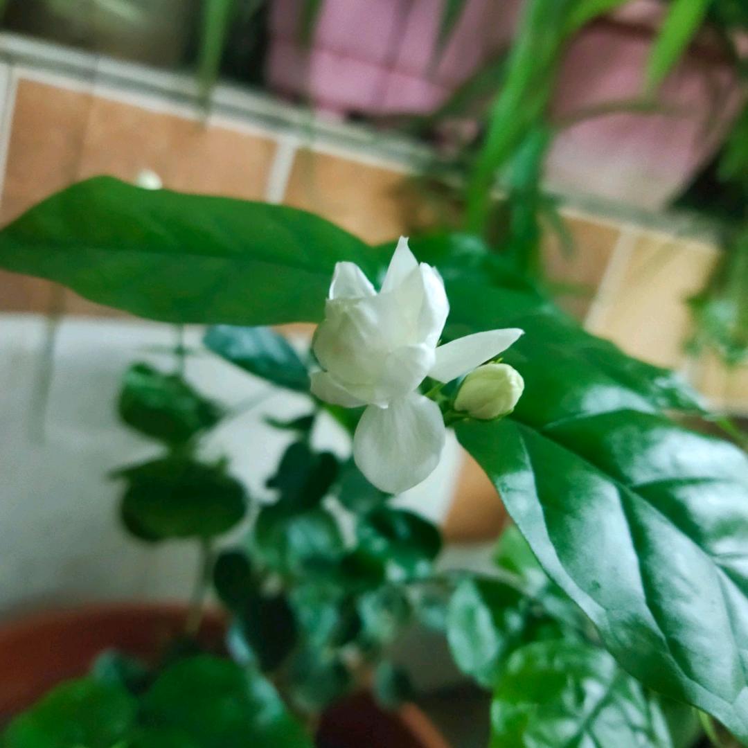 吃饱减肥的胖子😊😊