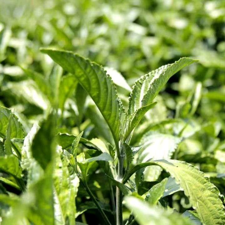 板蓝根种植 (贵州独山）