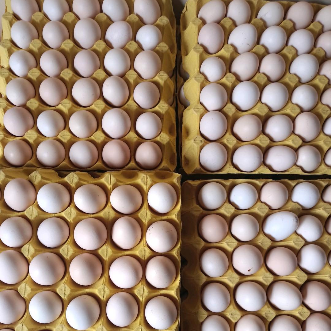 志美蛋品店官方号