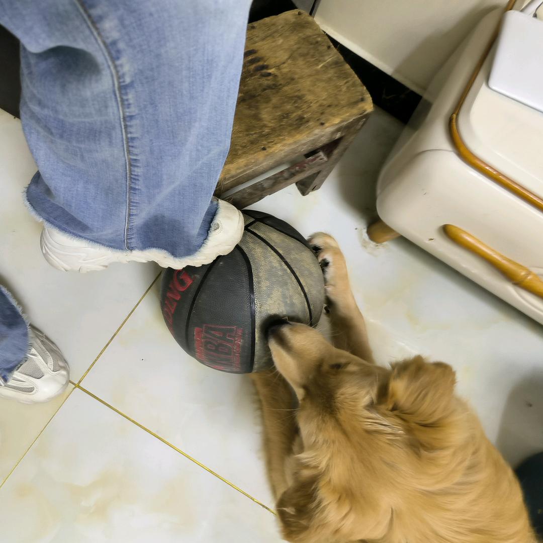 金毛（谢绝连赞  涨粉中）