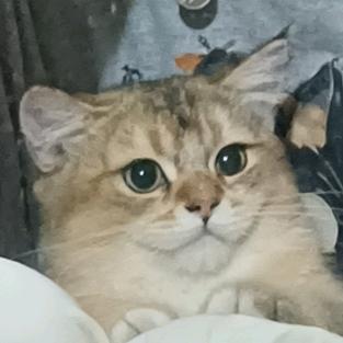 漁猫