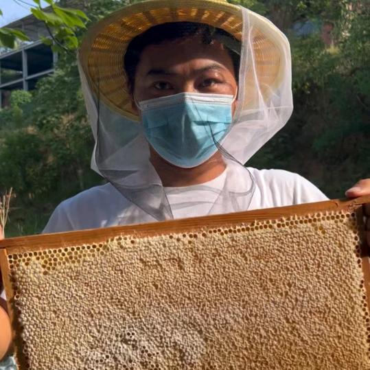 河南蜂王