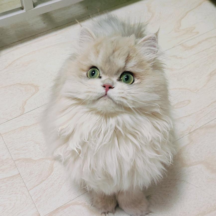 Hello猫舍（紫金，蓝金，金渐层）