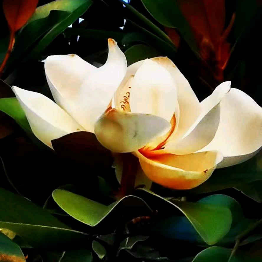 花花🌺