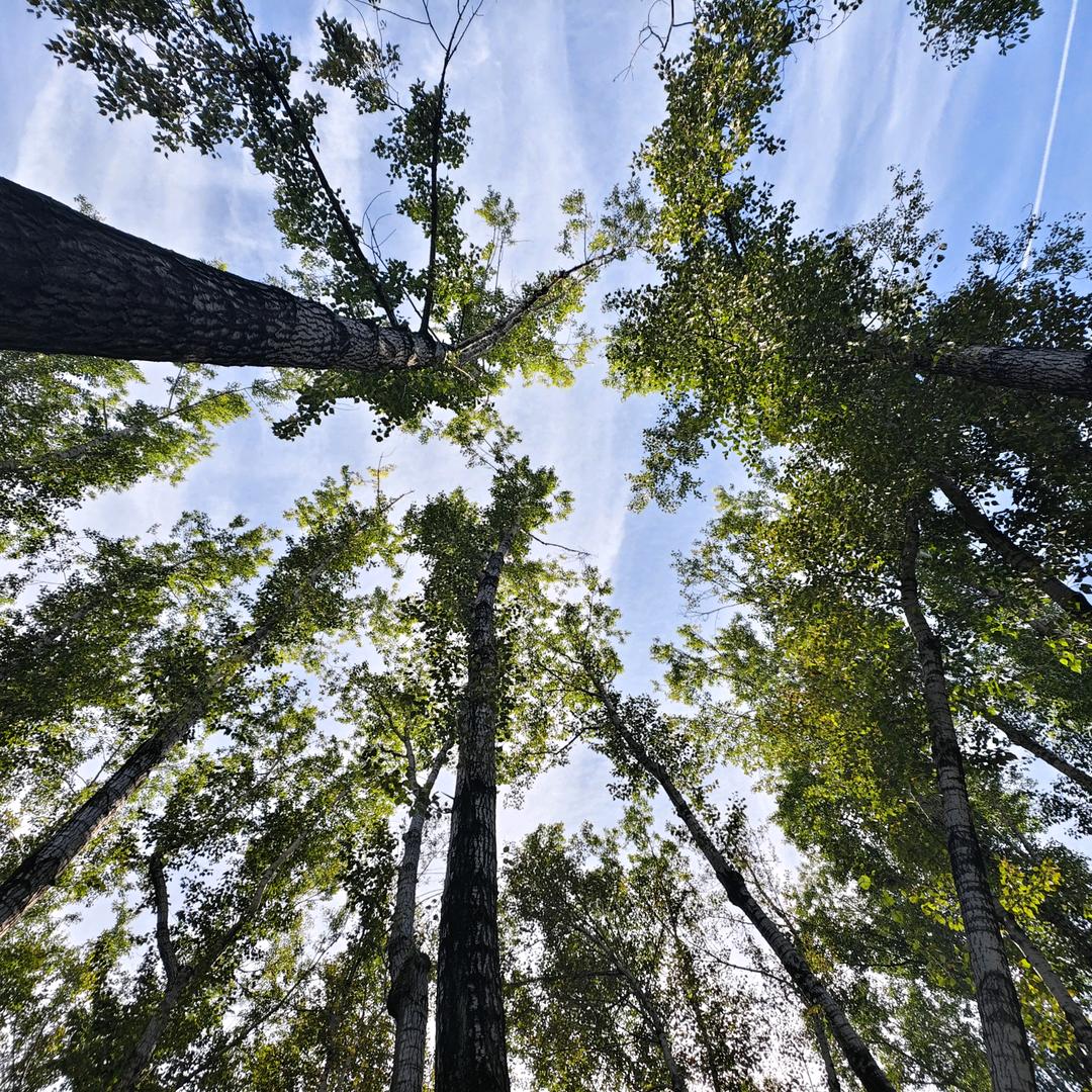 大乌龟克雷什🔣