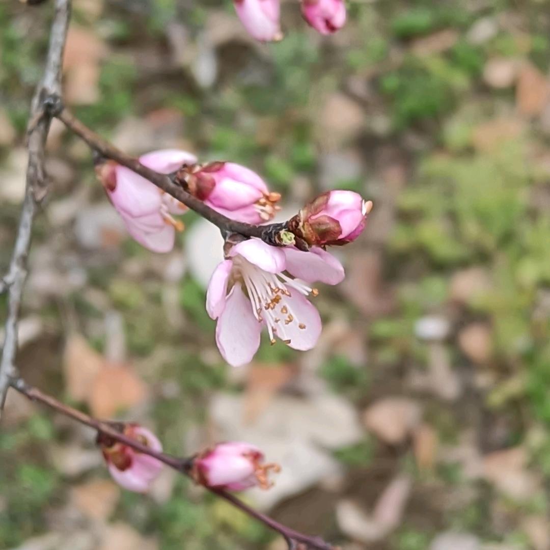 七彩虹