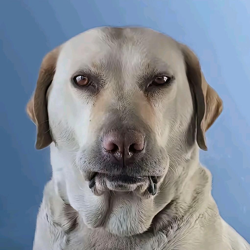 卡了不然全莎了