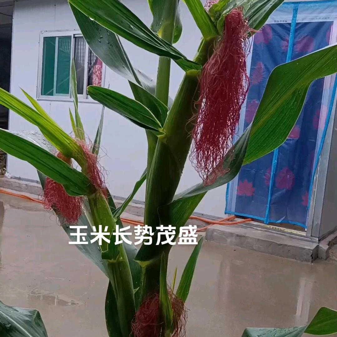 富贵有余