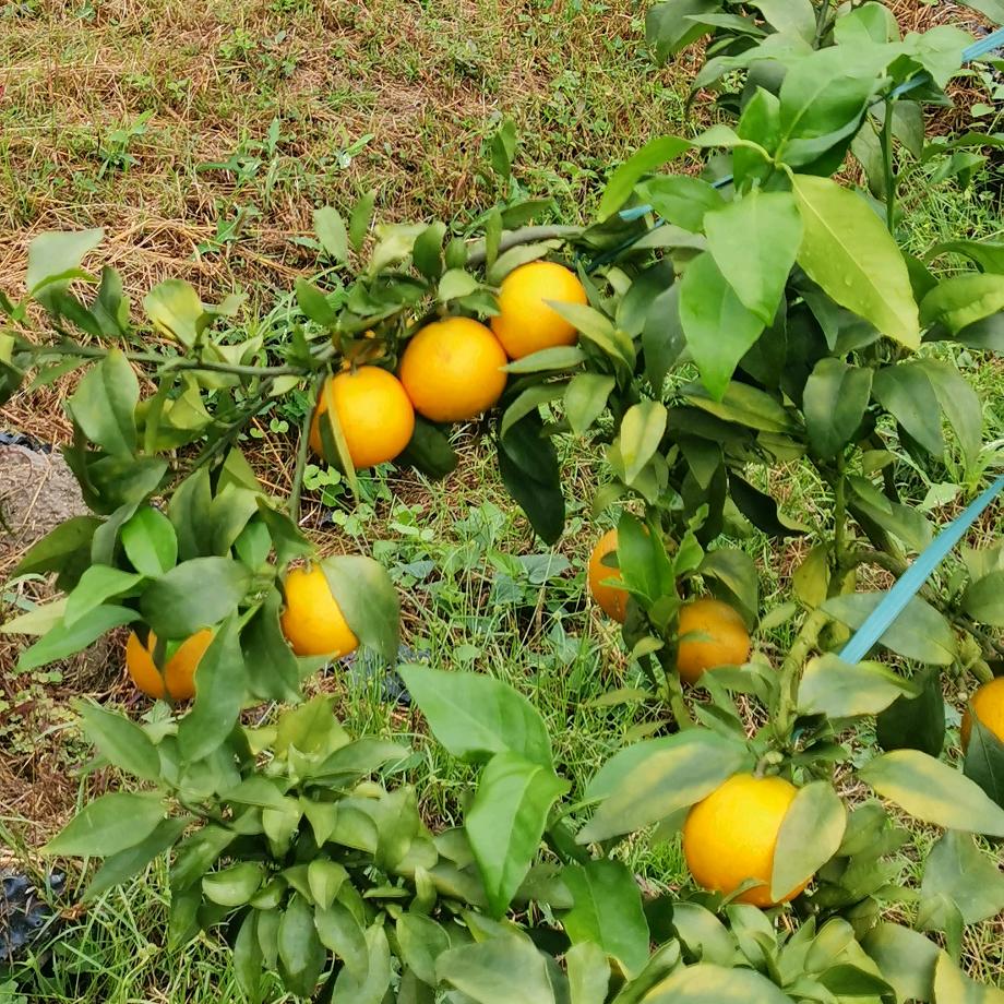 西霞大地飞歌农场