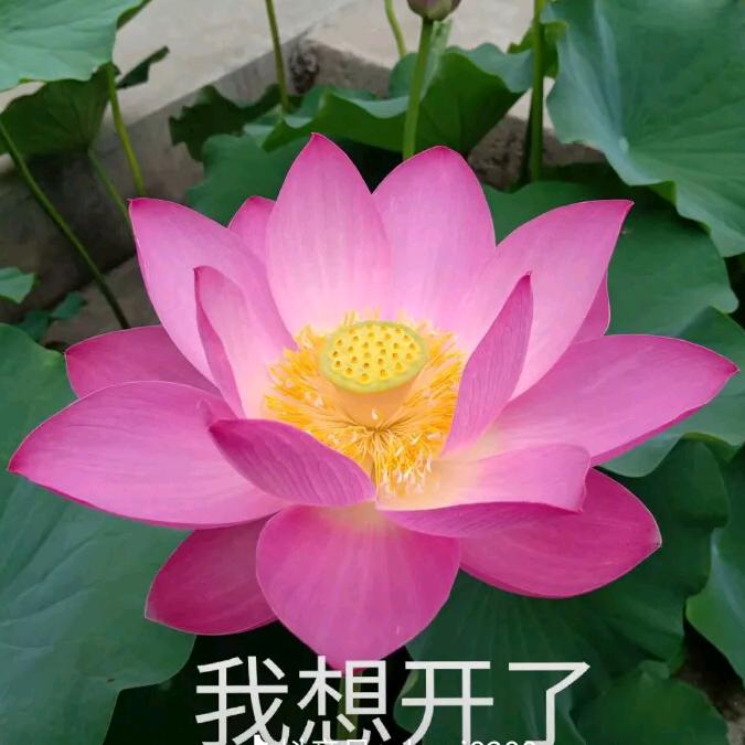 花开富贵🌸