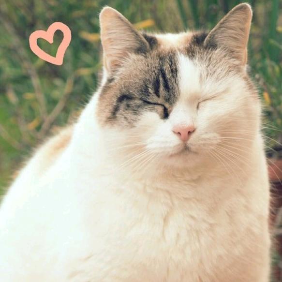 猫老板精品水果