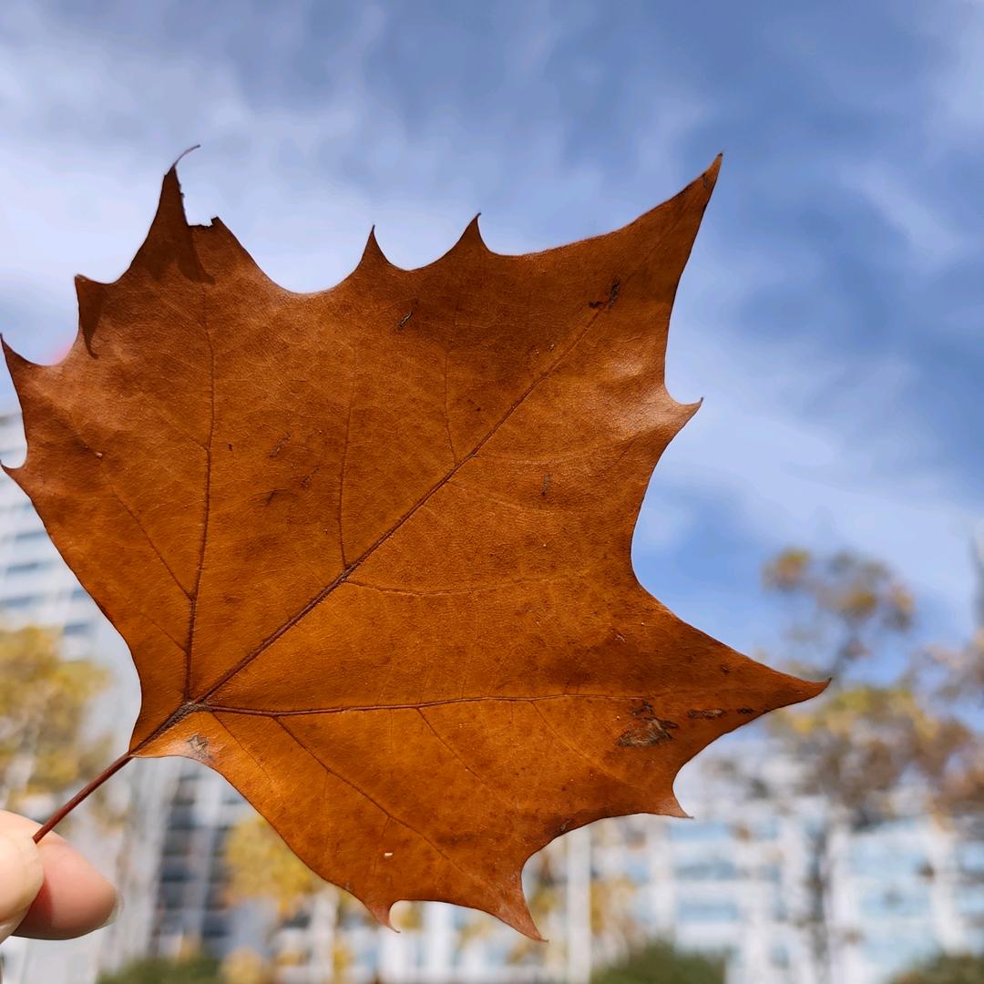 辰 🌈🌈🌈🌈🌈梦