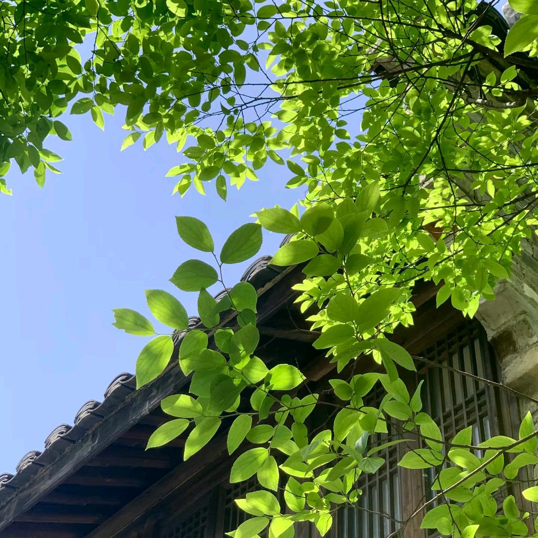 爱做梦的加菲猫